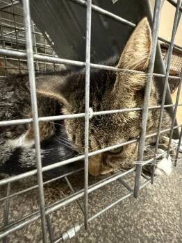 Rescue Domestic Short Hair Cats for Adoption in Sacramento, California - MIKEY | PetCurious