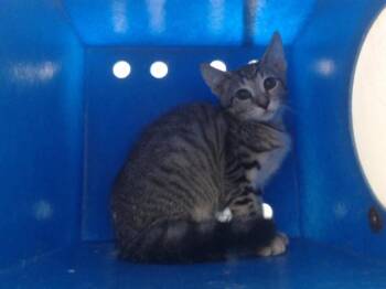 Domestic Short Hair Cats Available for Adoption in Orlando, Florida - A597669 | PetCurious