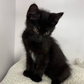 Maxilla -  Domestic Medium Hair Cat for Adoption in Dayton, Ohio - Maxilla | PetCurious