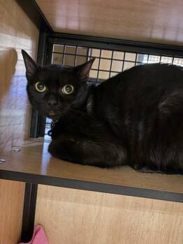 Domestic Short Hair Cats Available for Adoption in New York, New York - Blueberry | PetCurious