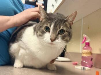 Libby -  Domestic Short Hair Cat for Adoption in Salisbury, Maryland - Libby | PetCurious