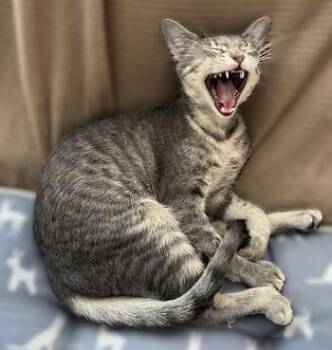 Rescue Domestic Short Hair Cats for Adoption in Liverpool, Texas - Daphne | PetCurious