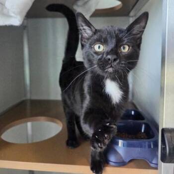 Rescue Domestic Short Hair Cats for Adoption in Kansas City, Missouri - Hemlock | PetCurious