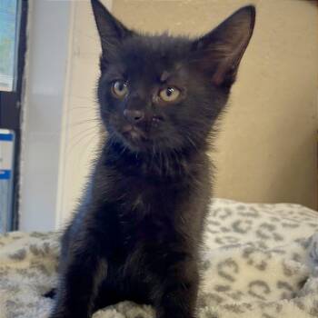 Mavis -  Domestic Short Hair Cat for Adoption in Medford, Oregon - Mavis | PetCurious