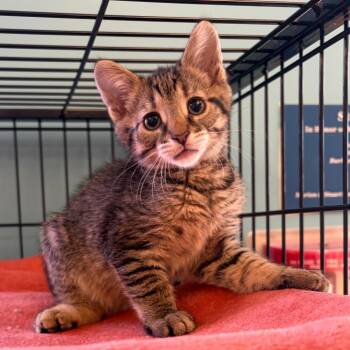 Glenn -  Domestic Short Hair Cat Available for Adoption in Morristown, Vermont - Glenn | PetCurious