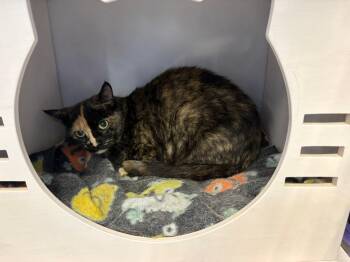 Rescue Domestic Short Hair Cats for Adoption in Mississauga, Ontario - Sarah-Pet Valu Oakville | PetCurious