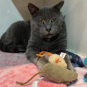 Domestic Short Hair Cats Available for Adoption - Nolan | PetCurious