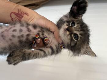 Duck -  Domestic Short Hair Cat for Adoption in Fruit Heights, Utah - Duck | PetCurious