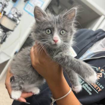 Mookie -  Domestic Short Hair Cat for Adoption in Buellton, California - Mookie | PetCurious