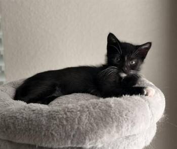JOHN LENNON -  Domestic Short Hair Cat for Adoption in Conroe, Texas - JOHN LENNON | PetCurious