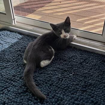Stormy Gray -  Domestic Short Hair and Tuxedo Cat for Adoption in New York, New York - Stormy Gray | PetCurious