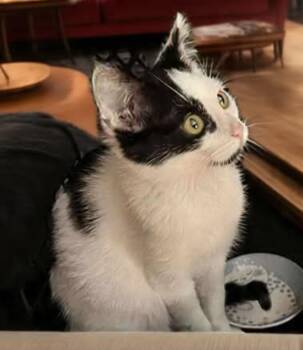 Rescue Domestic Short Hair Cats for Adoption in Springfield, Oregon - Patches | PetCurious