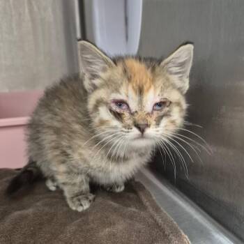 Poppy -  Domestic Medium Hair Cat for Adoption in Kingman, Kansas - Poppy | PetCurious