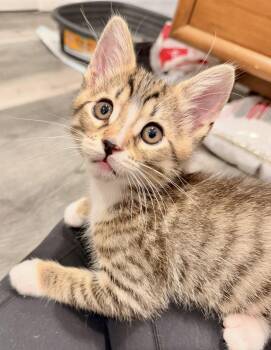 Archie -  Tabby Cat for Adoption in Westlake Village, California - Archie | PetCurious