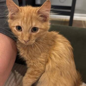 Rogue Force -  Domestic Medium Hair Cat for Adoption in Fredericksburg, Virginia - Rogue Force | PetCurious