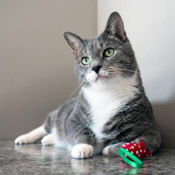 Mr Cat -  Domestic Short Hair Cat for Adoption in Chicago, Illinois - Mr Cat | PetCurious