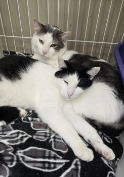 Sly & Felix -  Domestic Short Hair Cat for Adoption in Mokena, Illinois - Sly & Felix | PetCurious