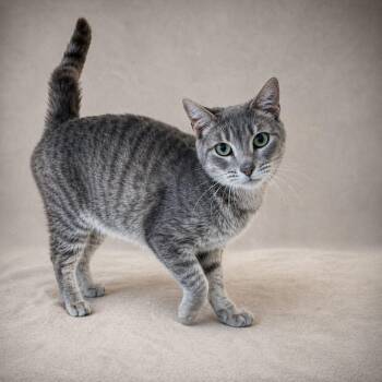 Tabby Cats Available for Adoption in Miami, Florida - Miró | PetCurious