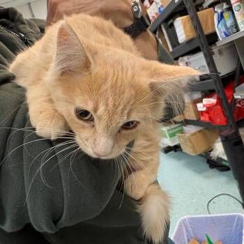 Tofu -  Domestic Medium Hair Cat for Adoption in Victoria, British Columbia - Tofu | PetCurious