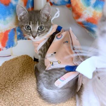 Tabasco -  Domestic Short Hair Cat for Adoption in Woodinville, Washington - Tabasco | PetCurious