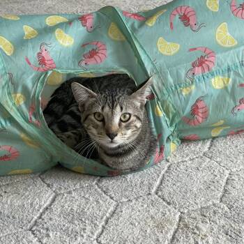 Domestic Short Hair Cats Available for Adoption - Andy | PetCurious