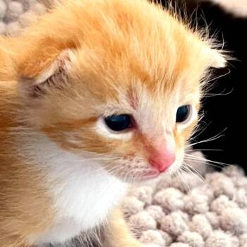 Rescue Domestic Short Hair Cats for Adoption in Volcano, Hawaii - Peaches (COH-A-65085) | PetCurious