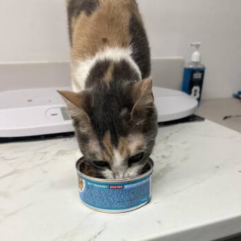 Shapeshifting -  Domestic Short Hair Cat for Adoption in St. Louis, Missouri - Shapeshifting | PetCurious