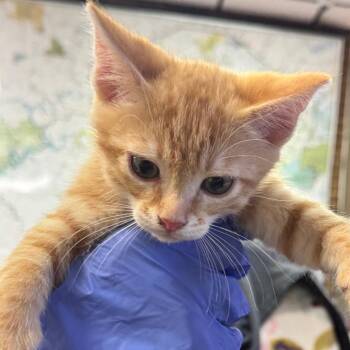 Finn -  Domestic Short Hair Cat for Adoption in Birmingham, Alabama - Finn | PetCurious