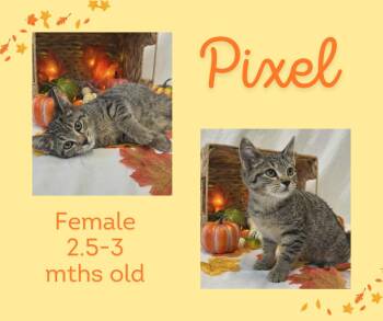 Rescue Domestic Short Hair Cats for Adoption in Tama, Iowa - Pixel | PetCurious