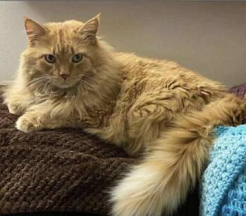 Domestic Long Hair Cats Available for Adoption in Maineville, Ohio - Bobby | PetCurious