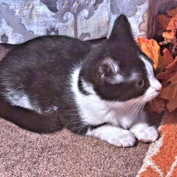 Baby -  Domestic Short Hair Cat for Adoption in Rutherfordton, North Carolina - Baby | PetCurious