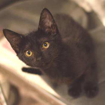 Marcia -  Domestic Short Hair Cat for Adoption in Belleville, Illinois - Marcia | PetCurious