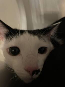 Arnie -  Domestic Short Hair Cat for Adoption in Ferndale, Michigan - Arnie | PetCurious