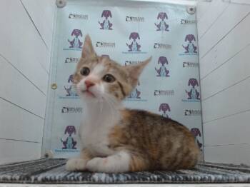 Rescue Domestic Short Hair Cats for Adoption in Orlando, Florida - A583364 | PetCurious