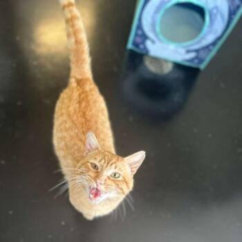 Domestic Short Hair Cats Available for Adoption in Gadsden, Alabama - Industrial | PetCurious