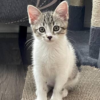 Poldi -  Domestic Short Hair Cat for Adoption in Los Angeles, California - Poldi | PetCurious