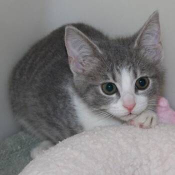 Mason -  Domestic Short Hair Cat for Adoption in Richmond, Virginia - Mason | PetCurious