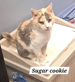 Dilute Calico Cats Available for Adoption in Greenville, Delaware - Sugar Cookie (FCID# 03/25/2026 - 37 Brandywine PS) | PetCurious
