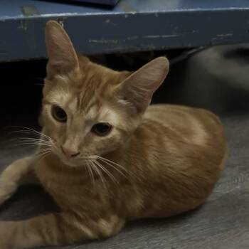 Noelle -  Domestic Short Hair Cat for Adoption in Chandler, Arizona - Noelle | PetCurious