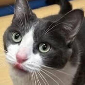 Cleo -  Domestic Short Hair Cat Available for Adoption in Syracuse, New York - Cleo | PetCurious