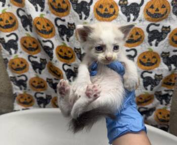 MR. TUNA -  Domestic Short Hair Cat for Adoption in Riverside, California - MR. TUNA | PetCurious