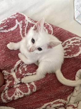 Carmina (new) -  Domestic Short Hair Cat for Adoption in Zephyrhills, Florida - Carmina (new) | PetCurious