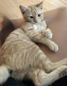 Clementine -  Domestic Medium Hair Cat for Adoption in Emporia, Kansas - Clementine | PetCurious