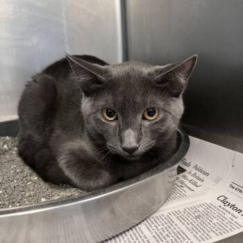 Polka -  Domestic Short Hair Cat for Adoption in Brockton, Massachusetts - Polka | PetCurious