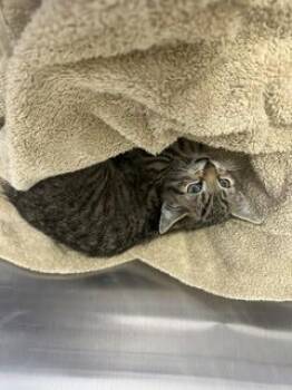 BENNY -  Domestic Short Hair Cat for Adoption in Norco, California - BENNY | PetCurious
