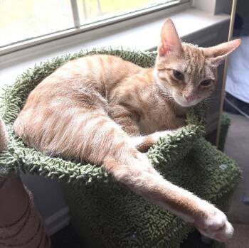 Chip -  Domestic Short Hair Cat for Adoption in Lafayette, Louisiana - Chip | PetCurious