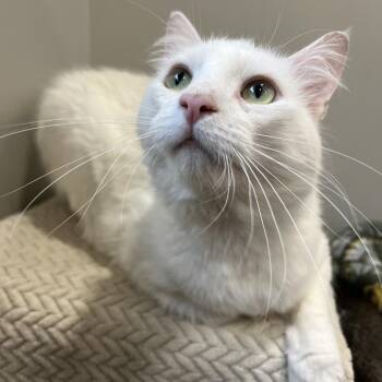 Ranch -  Domestic Short Hair Cat for Adoption in Puslinch, Ontario - Ranch | PetCurious