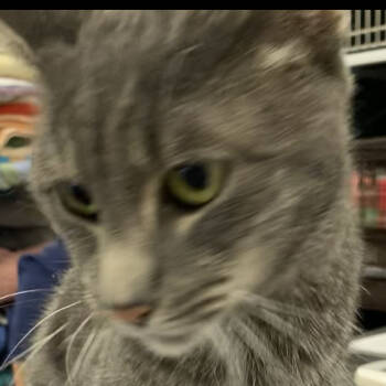 Rescue Domestic Short Hair Cats for Adoption in Las Cruces, New Mexico - Mary | PetCurious
