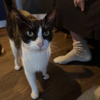 Stuffed -  Domestic Short Hair Cat for Adoption in Austin, Texas - Stuffed | PetCurious