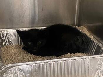 PEBBLES -  Domestic Short Hair Cat for Adoption in Tustin, California - PEBBLES | PetCurious
